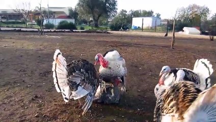 Ayam kalkun yang unik