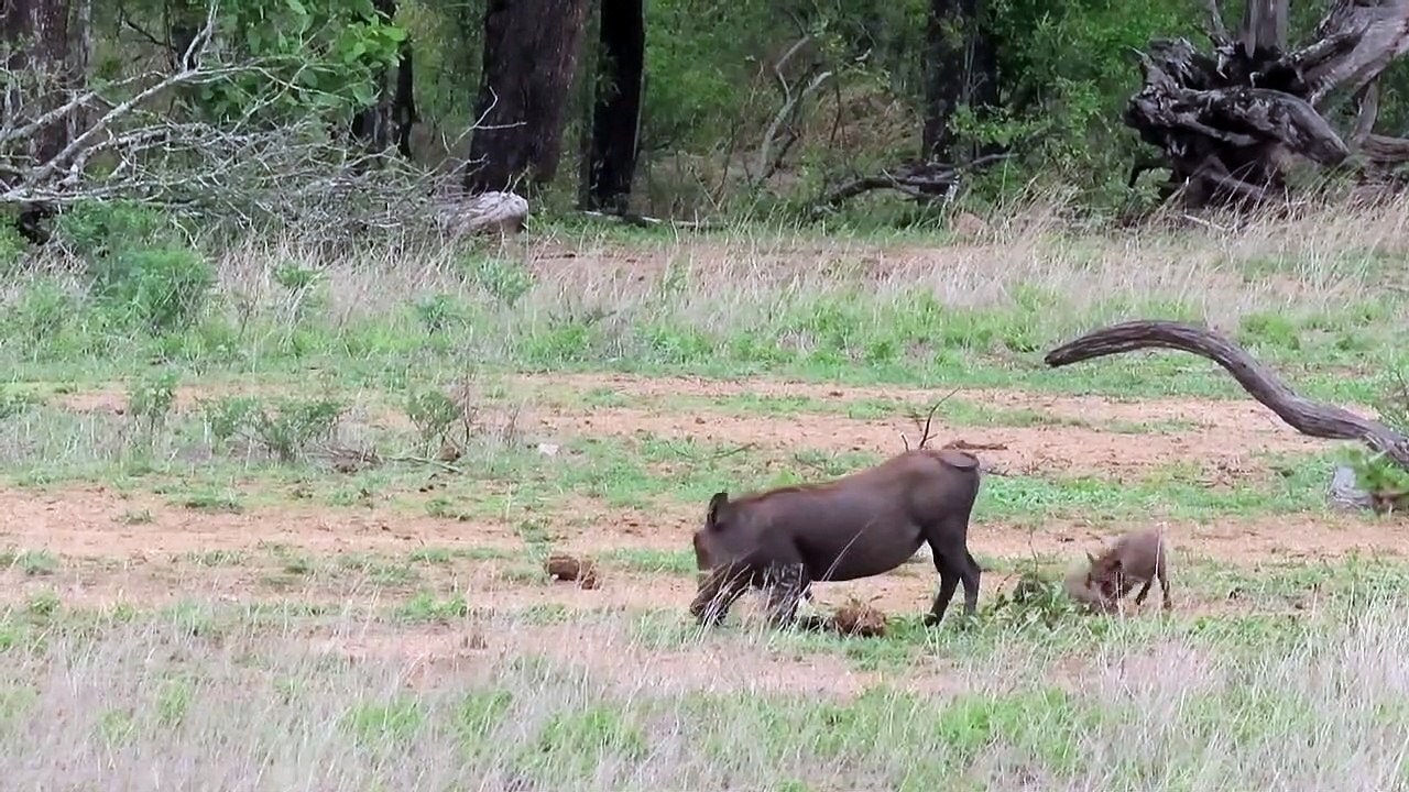 Warthog fun