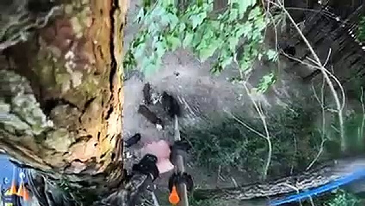 menjerat babi dengan ayam