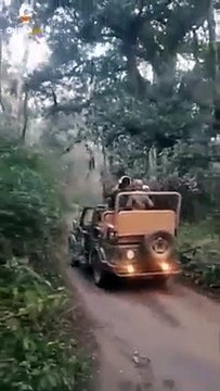बाघिन ने किया पर्यटकों पर हमले का प्रयास, तो यूं बची पर्यटकों की जान...देखे वीडियो