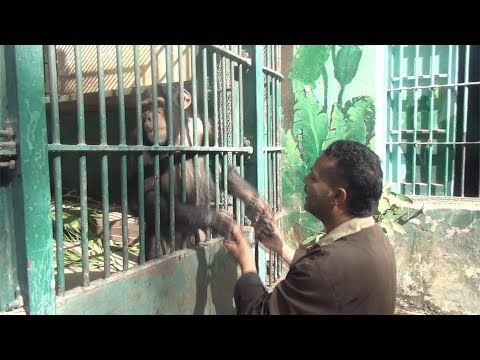 قرد مشاغب يرقص مع حارسه في حديقة الحيوان