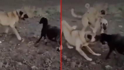 Koyun sürüden ayrılınca, kangallar saldırdı! Kurt detayı ise duyanları hayretler içinde bıraktı