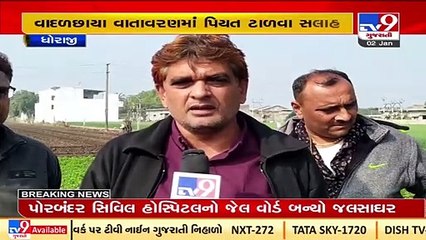 Rajkot_ Dhoraji farmers face crop loss due to fog, unseasonal rain _ TV9News