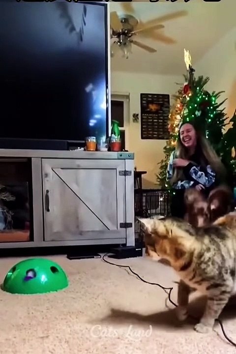 OMG So Cute ♥ Best Funny Cat Videos 2022