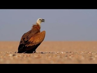 النسر Griffon يعود إلى سانت كاترين بعد إطلاق سراحه