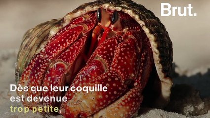Comment le bernard-l'ermite change de coquille