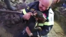 Lomazzo (CO) - Salvati due cani finiti in un cunicolo interrato (02.01.22)