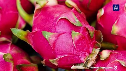 شابة فلسطينية تبدأ مشروعا رياديا عبر زراعة فاكهة التنين الاستوائية