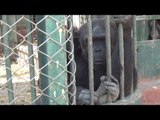 الحيوانات تعاني الوحدة بعد  وقف الزيارات داخل حديقة الحيوان