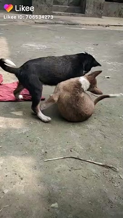 jast fanny video