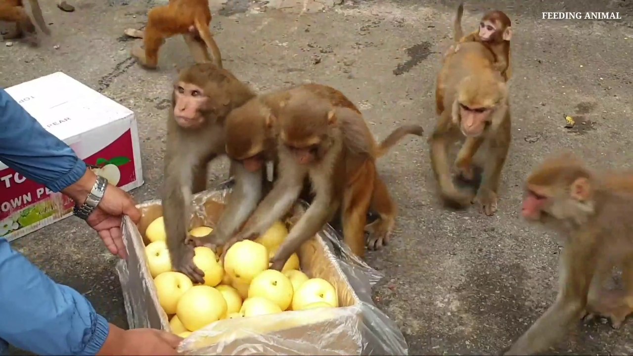 feeding crown pear to the wild monkey __ monkey like to eat pear fruits _ funny _Full-HD