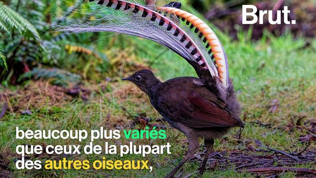Cet oiseau possède l'un des chants les plus complexes du règne animal