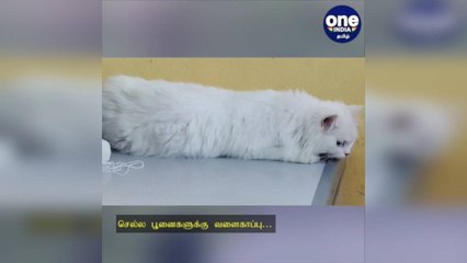 Télécharger la video: கோவை: செல்ல பூனைகளுக்கு வளைகாப்பு… அழகு பார்த்த தம்பதி… நெகிழ்ச்சி சம்பவம்!