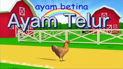 Ayam Betina | Hewan Ternak Populer