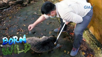 Born to be Wild: The rescued bearcats of Palawan