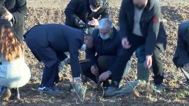 Troya Ören Yeri'ne gelen yerli ve yabancı turistleri lavanta tarlaları karşılayacak