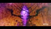 The Dark Crystal: Age of Resistance Saison 1 - Trailer (EN)