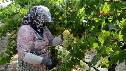 'ÜZÜM İHRACATI YÜZDE 33 ARTTI'