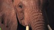 Environnement : et si vous adoptiez un éléphant du Kenya ?