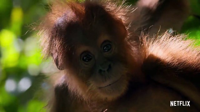 Our Planet (2019) Saison 1 - Teaser (EN)