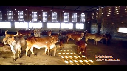 Dron Shoot - Damnagar Nagar Palika - and Best Tourism