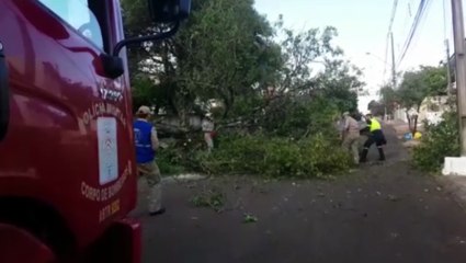 Árvore com as raízes podres cai na Rua Fortaleza e deixa via interditada