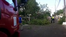 Árvore com as raízes podres cai na Rua Fortaleza e deixa via interditada