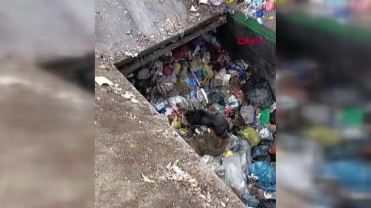 ÇÖP AYRIŞTIRMA MAKİNESİNE DÜŞEN KÖPEĞİ HAYVANSEVERLER KURTARDI