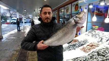 Karadeniz'de yakalanan 8 kiloluk levrek 2 bin liradan tezgahta