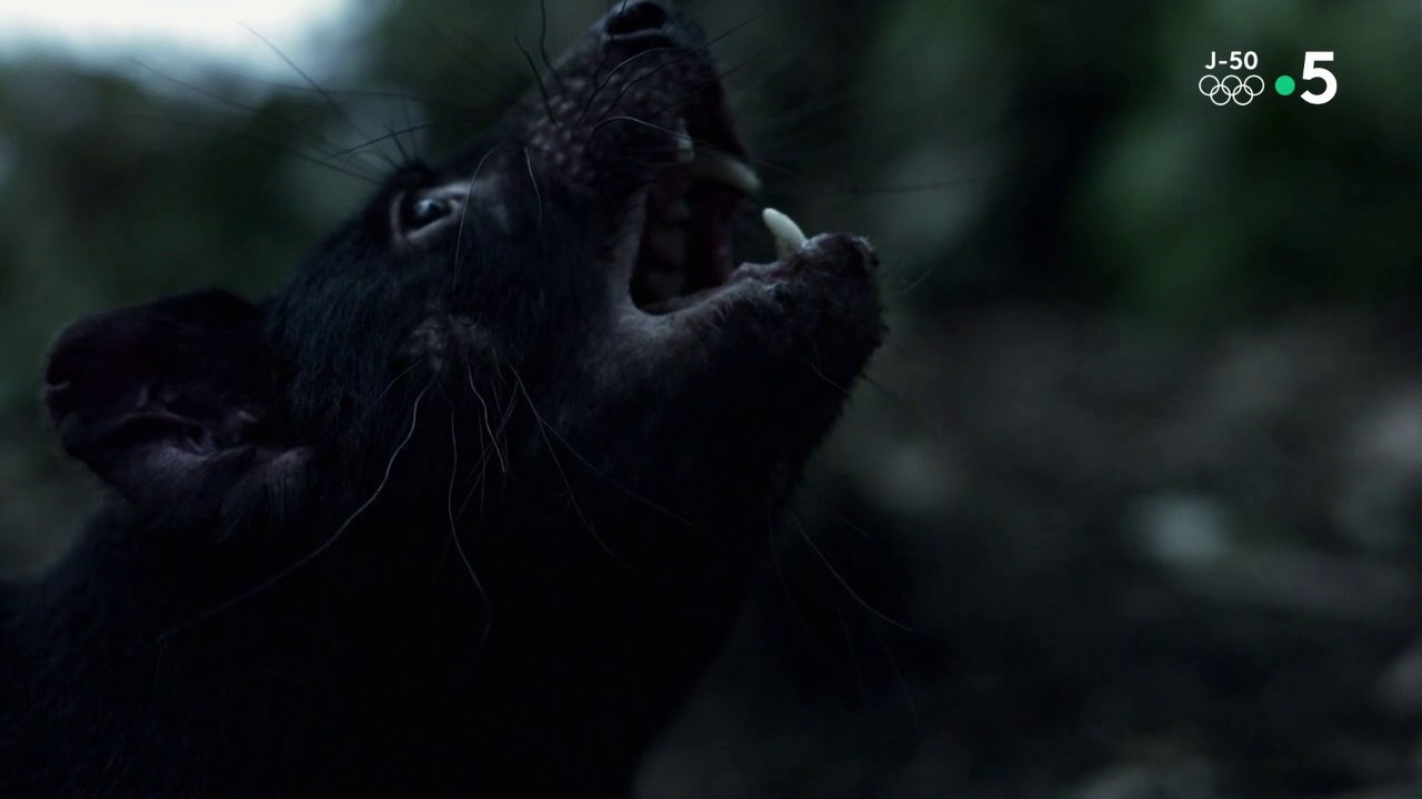 Animaux mortels d'Australie - Tueurs de sang-froid