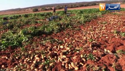 النشرة الامازيغية ليوم 3 جانفي 2022