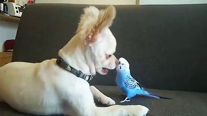 Chihuahua and Parakeet Talking, What Do You Think