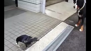 Clever crow barks to confuse dog