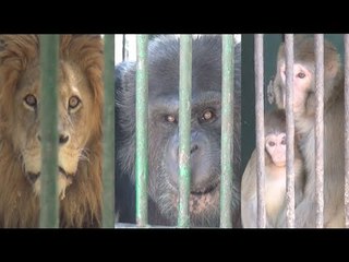 حالتهم تصعب على كورونا.. حراس حديقة الحيوان جالهم اكتئاب