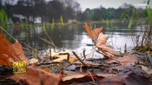 Pflanzenkläranlagen reinigen durch Nährstoffe belastetes Wasser