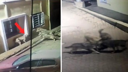 Kurtlar, köpeği alıp götürüyorlardı! Son anda hiç hesaba katmadıkları bir şey oldu