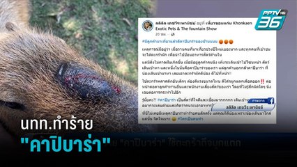 นทท.ทำร้าย "คาปิบาร่า" ใช้ตะกร้าตีจมูกแตก - เข้มข่าวค่ำ