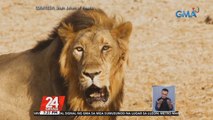 #KuyaKimAnoNa?: Llamado ang tigre sa leon dahil mas mabigat, agresibo at sanay itong umatake mag-isa | 24 Oras