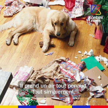 10 idées reçues sur les chiens | Le SPEECH d’Isabelle Pasquet