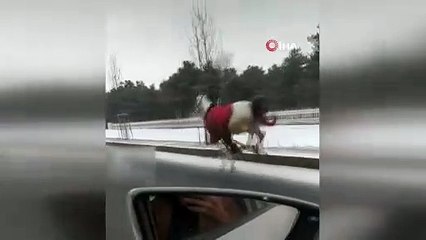 Atları trafikte 25 kilometre dört nala koşturan sebep ne?