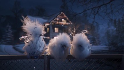 Exclu. Découvrez les "Poules soies" qui remplacent les marmottes de France 3
