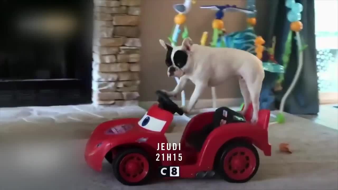 waf waf wouf wouf - 18 novembre