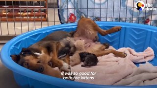 Mama Dog Who Lost Her Puppies Was Heartbroken Until She Got Kittens _ The Dodo