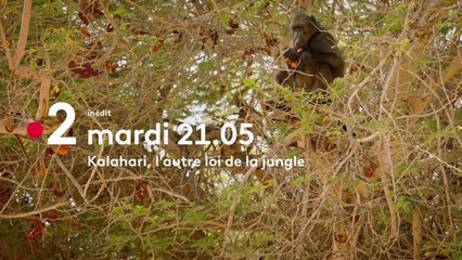 Kalahari, l’autre loi de la jungle - 9 novembre
