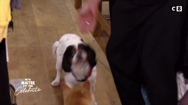 Quand Denitsa Ikonomova vend ses vêtements pour aider une association de protection animale