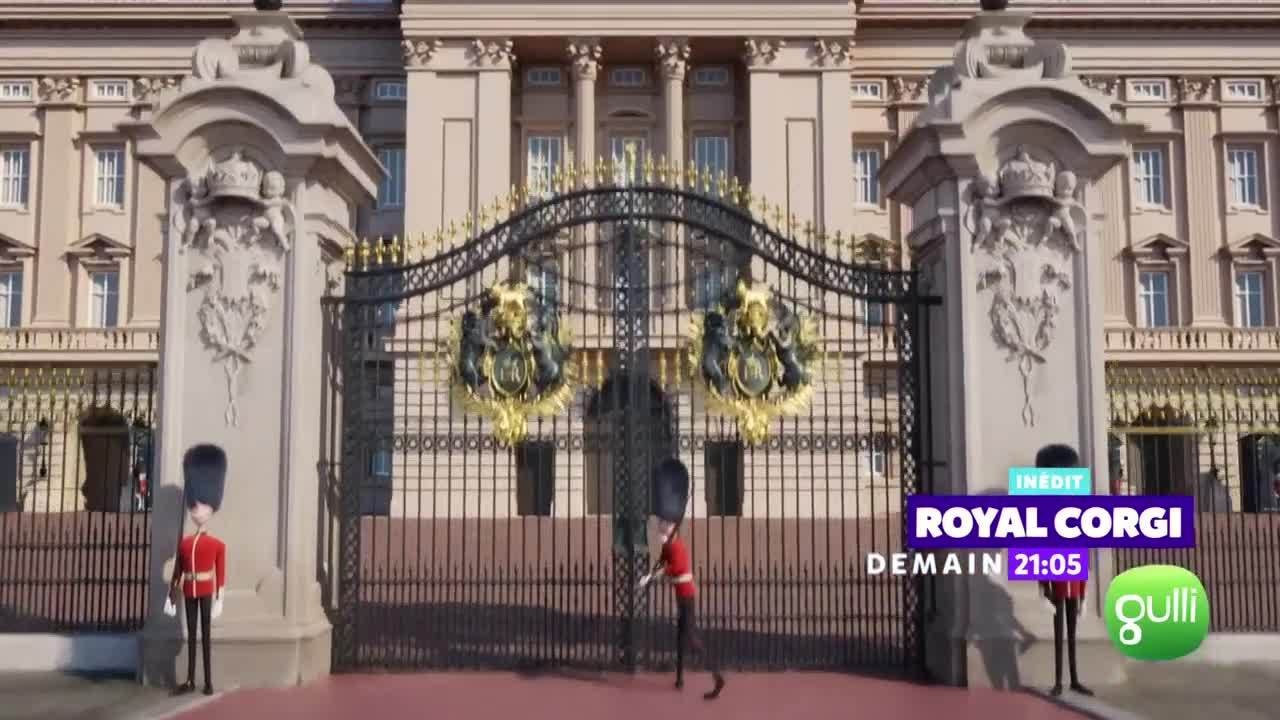 Royal Corgi - 15 octobre