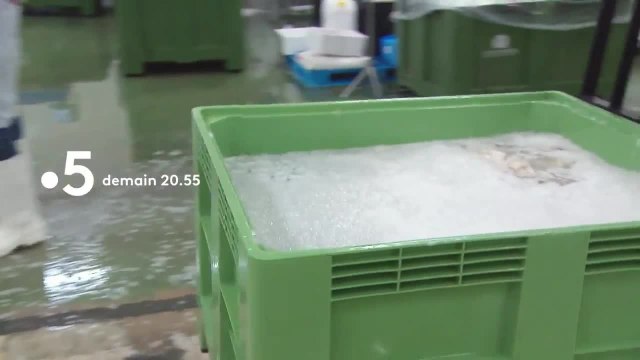 Quand les calamars et les seiches se font un sang d’encre - 12 octobre