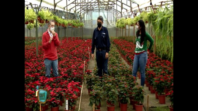 CUIDADO DE LAS PASTORAS EN NAVIDAD