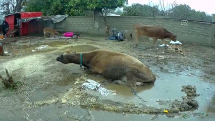 Yürüyemeyen inek, iş makinesiyle ahıra taşındı
