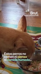 Conoce a Sabine, gastrónoma para perros